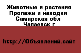 Животные и растения Пропажи и находки. Самарская обл.,Чапаевск г.